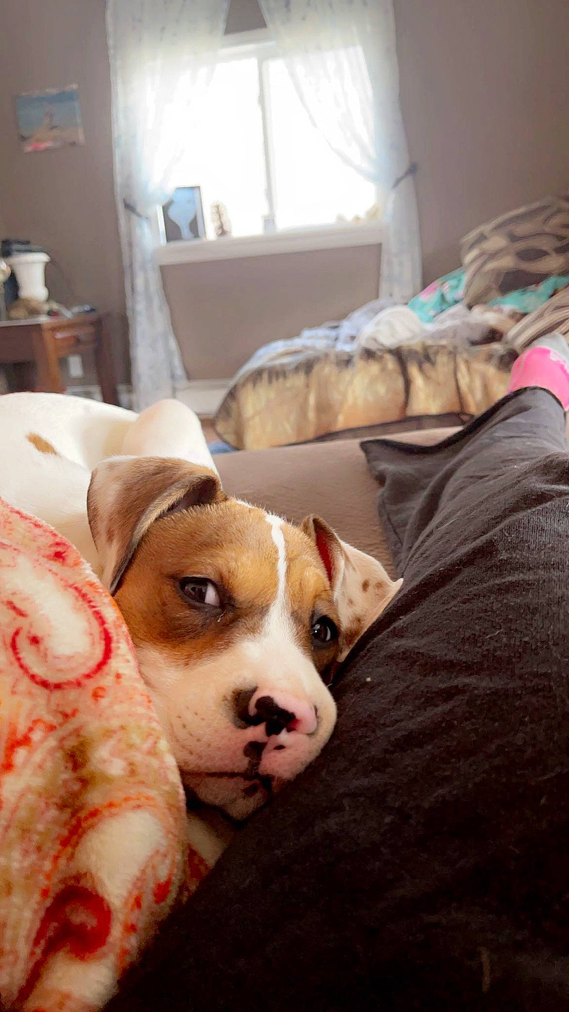 Kiki is registered to the contest to win money with this photo: ball, canidae, carnivore, comfort, companion_dog, couch, curtain, dog, dog_breed, fawn, fur, lamp, linens, living_room, picture_frame, room, snout, sporting_group, whiskers, working_animal