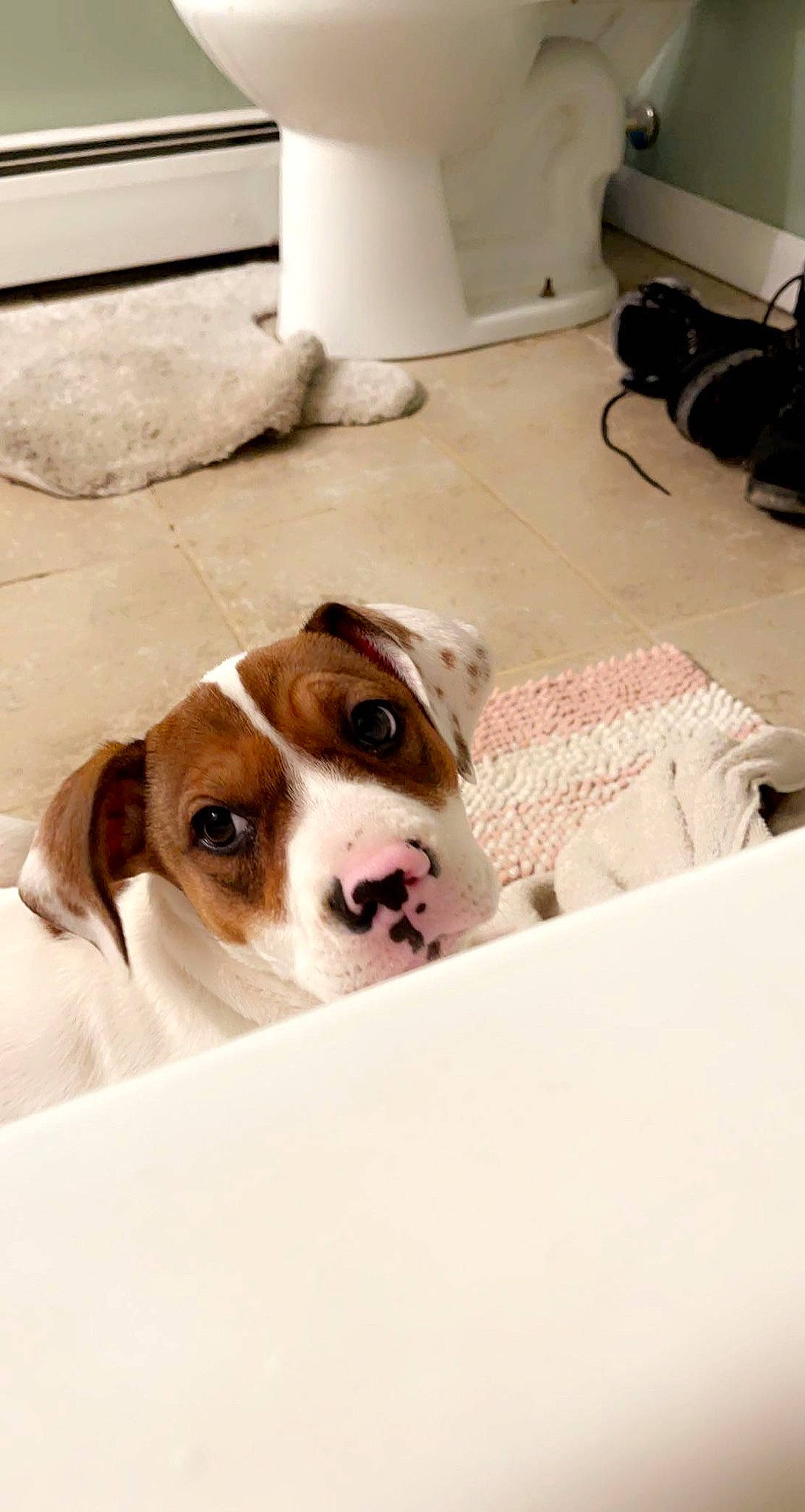 Kiki joined the competition — help win amazing prizes! canidae, carnivore, comfort, companion_dog, dog, dog_breed, fawn, floor, flooring, home_appliance, lamp, liver, paper_towel, pet_supply, room, snout, sporting_group, whiskers, wood, working_animal