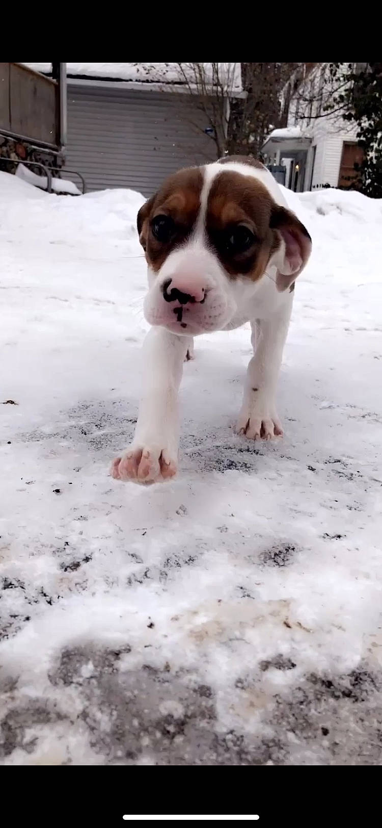 Kiki joined the competition — help win amazing prizes! ball, canidae, carnivore, companion_dog, dog, dog_breed, fawn, freezing, fur, molosser, paw, plant, puppy, snow, sporting_group, tail, vertebrate, whiskers, winter, working_dog