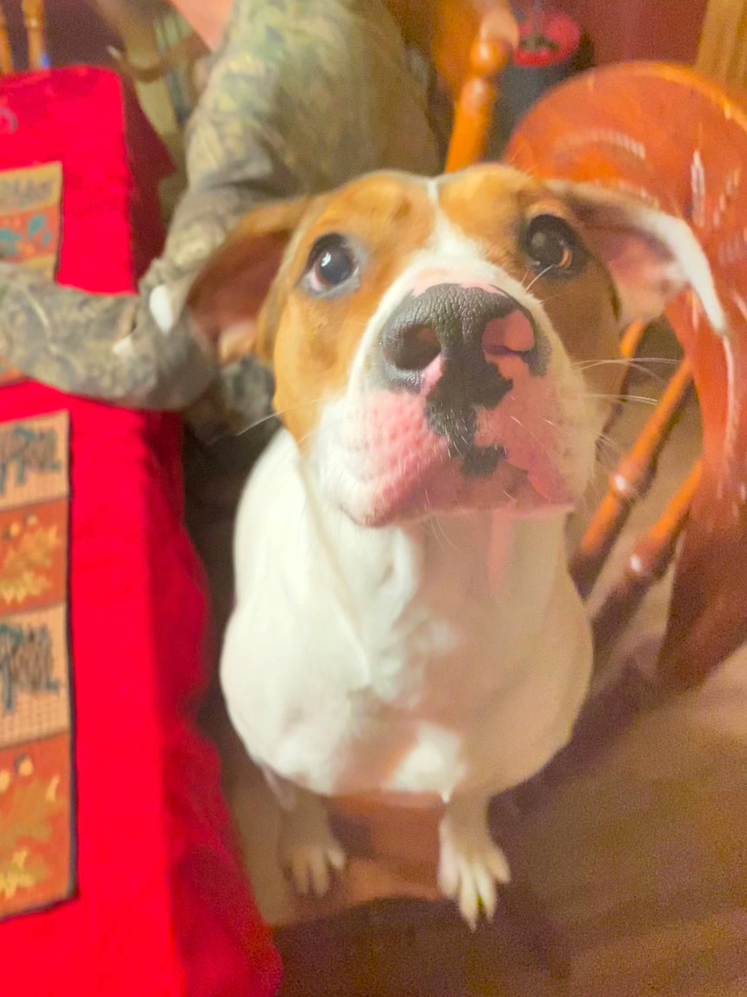 Nakita joined the competition — help win amazing prizes! ancient_dog_breeds, ball, carnivore, collar, companion_dog, dog, dog_breed, ear, fawn, flooring, fur, hound, paw, pet_supply, puppy_love, snout, sporting_group, whiskers, wood, working_animal