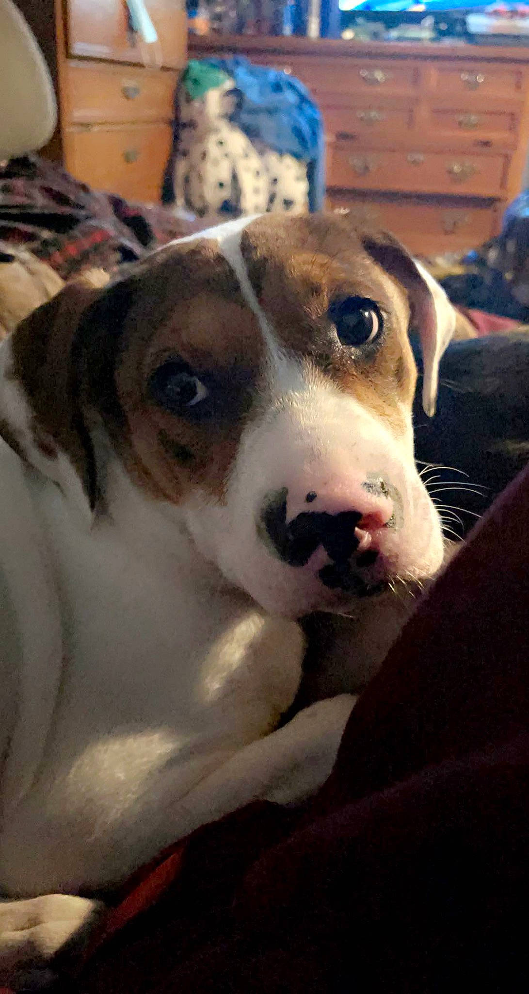 Nakita is registered to the contest to win money with this photo: ball, carnivore, collar, companion_dog, dog, dog_breed, drawer, fawn, fur, non_sporting_group, paw, pet_supply, puppy_love, scent_hound, snout, sporting_group, street_dog, whiskers, working_animal, working_dog