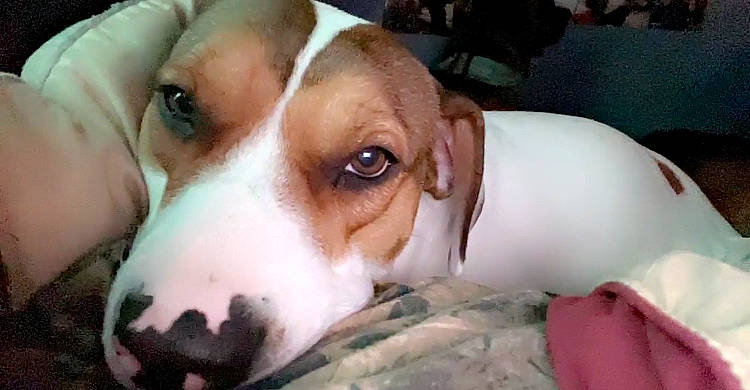 Nakita joined the competition — help win amazing prizes! ball, beaglier, canidae, carnivore, companion_dog, dog, dog_breed, fawn, fur, hound, hunting_dog, liver, scent_hound, snout, sporting_group, whiskers, working_animal