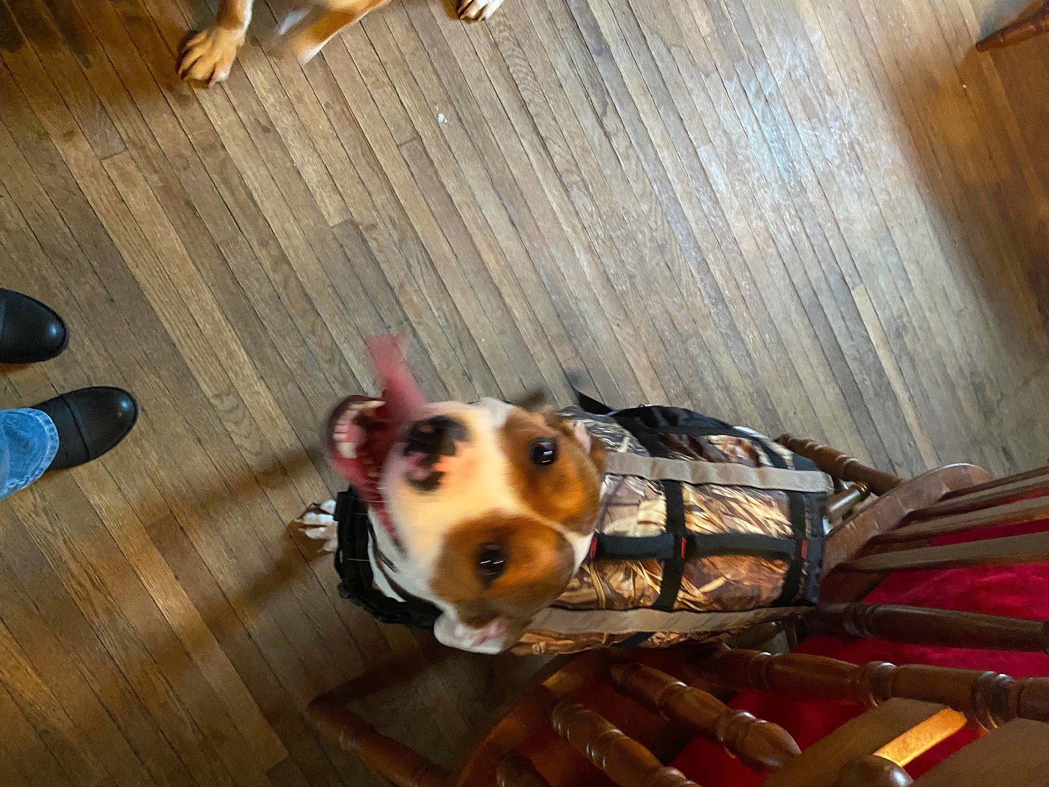 Nakita is registered to the contest to win money with this photo: carnivore, companion_dog, dog, dog_breed, dog_supply, fawn, floor, flooring, hardwood, laminate_flooring, mammal, plywood, sporting_group, toy, varnish, whiskers, wood, wood_flooring, wood_stain, working_animal