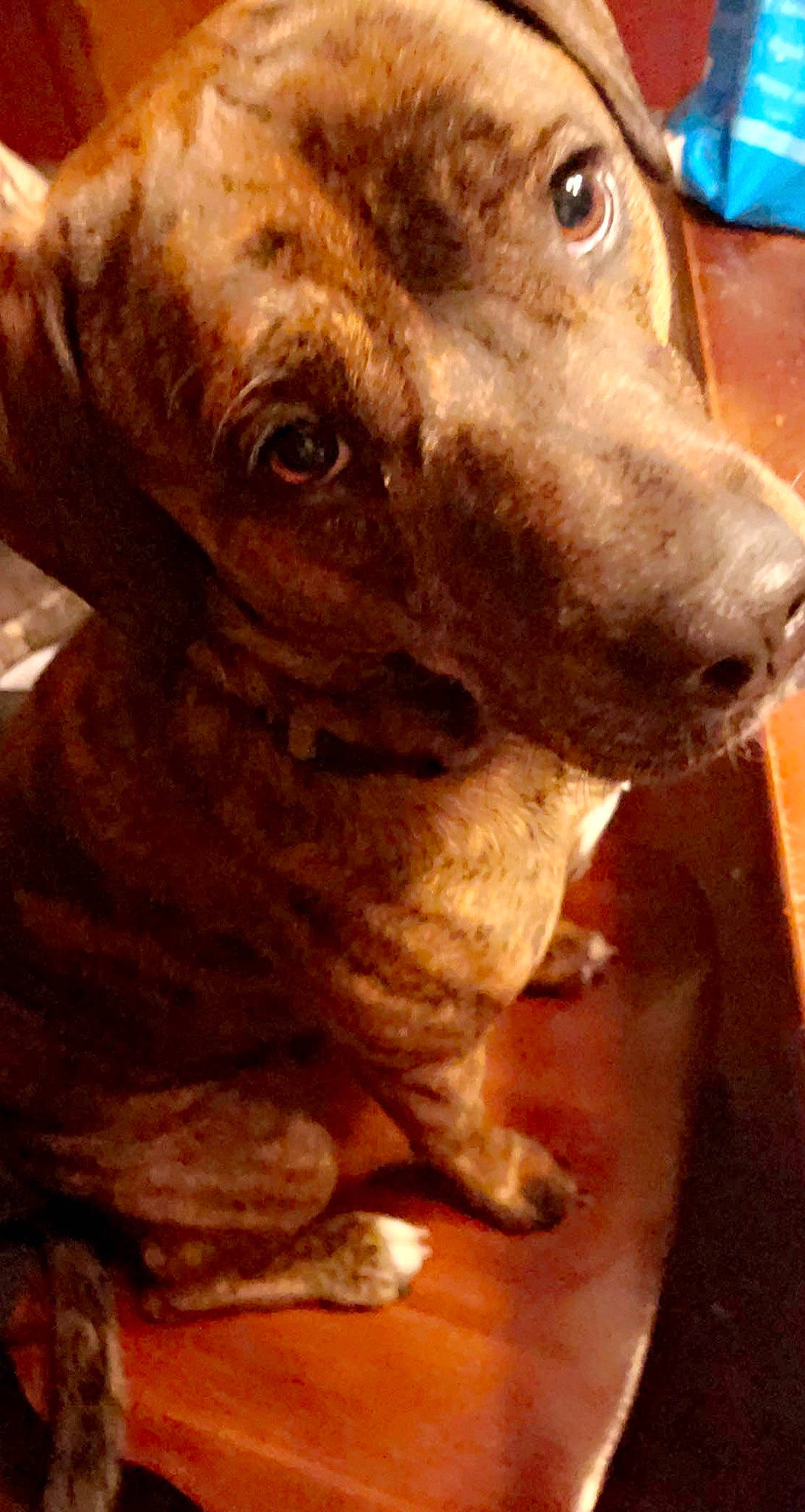 Max joined the competition — help win amazing prizes! canidae, carnivore, collar, companion_dog, dog, dog_breed, dog_collar, ear, fawn, fur, liver, metal, pet_supply, selfie, snout, sporting_group, whiskers, working_animal, working_dog, wrinkle