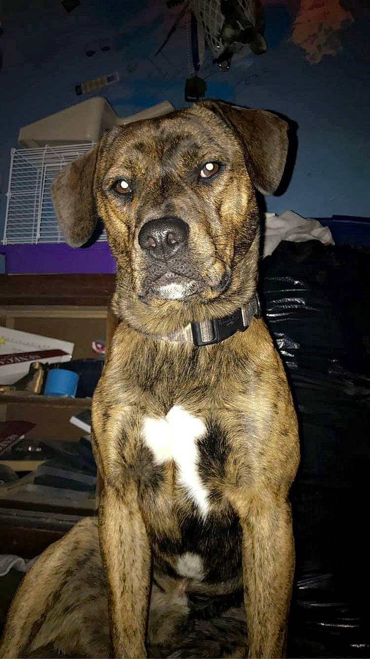 Max joined the competition — help win amazing prizes! canidae, carnivore, collar, companion_dog, dog, dog_breed, dog_collar, fawn, fur, guard_dog, non_sporting_group, pet_supply, plott_hound, snout, sporting_group, terrestrial_animal, treeing_tennessee_brindle, whiskers, working_animal, working_dog