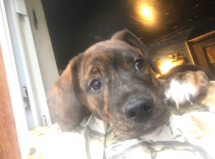 Max joined the competition — help win amazing prizes! animal_shelter, canidae, carnivore, companion_dog, dog, dog_breed, ear, fawn, fur, liver, pet_supply, snout, sporting_group, whiskers, working_animal, working_dog