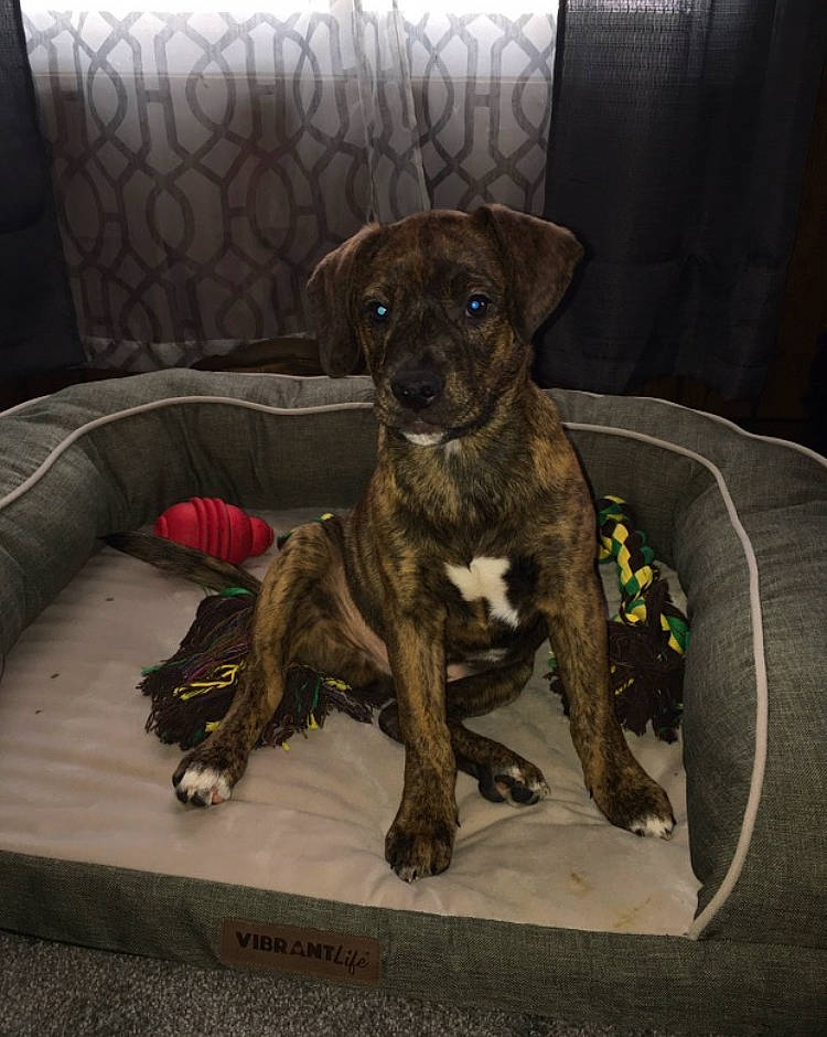 Max joined the competition — help win amazing prizes! carnivore, comfort, companion_dog, couch, dog, dog_breed, fawn, fur, guard_dog, liver, non_sporting_group, snout, sporting_group, street_dog, tail, toy_dog, whiskers, working_animal, working_dog