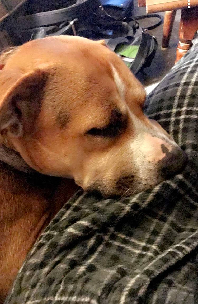 Mia joined the competition — help win amazing prizes! canidae, carnivore, companion_dog, dog, dog_breed, fawn, fur, hound, luggage_and_bags, non_sporting_group, pattern, plaid, puppy_love, scent_hound, snout, sporting_group, street_dog, tartan, whiskers, working_animal