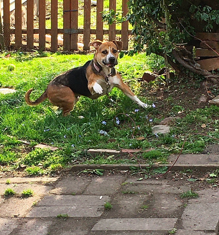 Mia is registered to the contest to win money with this photo: carnivore, collar, companion_dog, dog, dog_breed, dog_supply, fence, grass, groundcover, hound, leash, paw, plant, road_surface, sidewalk, snout, street_dog, tail, wood, working_animal