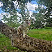 Belle participe au concours pour gagner de l'argent avec cette photo : dog, tree_trunk, grass, outdoor, park, nature, sky, clouds, greenery, happy, fur, canine, animal, daylight, smiling, pet, landscape, leaves, trunk, relaxing
