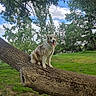 dog, tree_trunk, grass, outdoor, park, nature, sky, clouds, greenery, happy, fur, canine, animal, daylight, smiling, pet, landscape, leaves, trunk, relaxing