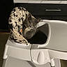 animal, appliance, baby_chair, cat, counter, curious, cushion, domestic, feline, gray_cat, high_chair, home, indoor, kitchen, looking, pet, resting, seat, side_eye, star_pattern