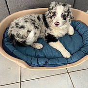 Barcola a rejoint le concours — aidez-le/la à gagner de superbes lots ! blue_cushion, cushion, cute, dog, dog_bed, fluffy, head, home_interior, indoor, lying_down, merle_coat, paw, pet, pink_nose, puppy, resting, sofa_back, tile_floor, white_and_black, young_dog