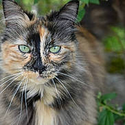 Flora participe au concours pour gagner de l'argent avec cette photo : abyssinian, angora, animal, brasssection, cat, den, flower, herbal, herbs, horn, indoors, kitten, leaf, manx, musicalinstrument, pet, plant, siamese, snout, vegetation