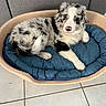 blue_cushion, cushion, cute, dog, dog_bed, fluffy, head, home_interior, indoor, lying_down, merle_coat, paw, pet, pink_nose, puppy, resting, sofa_back, tile_floor, white_and_black, young_dog