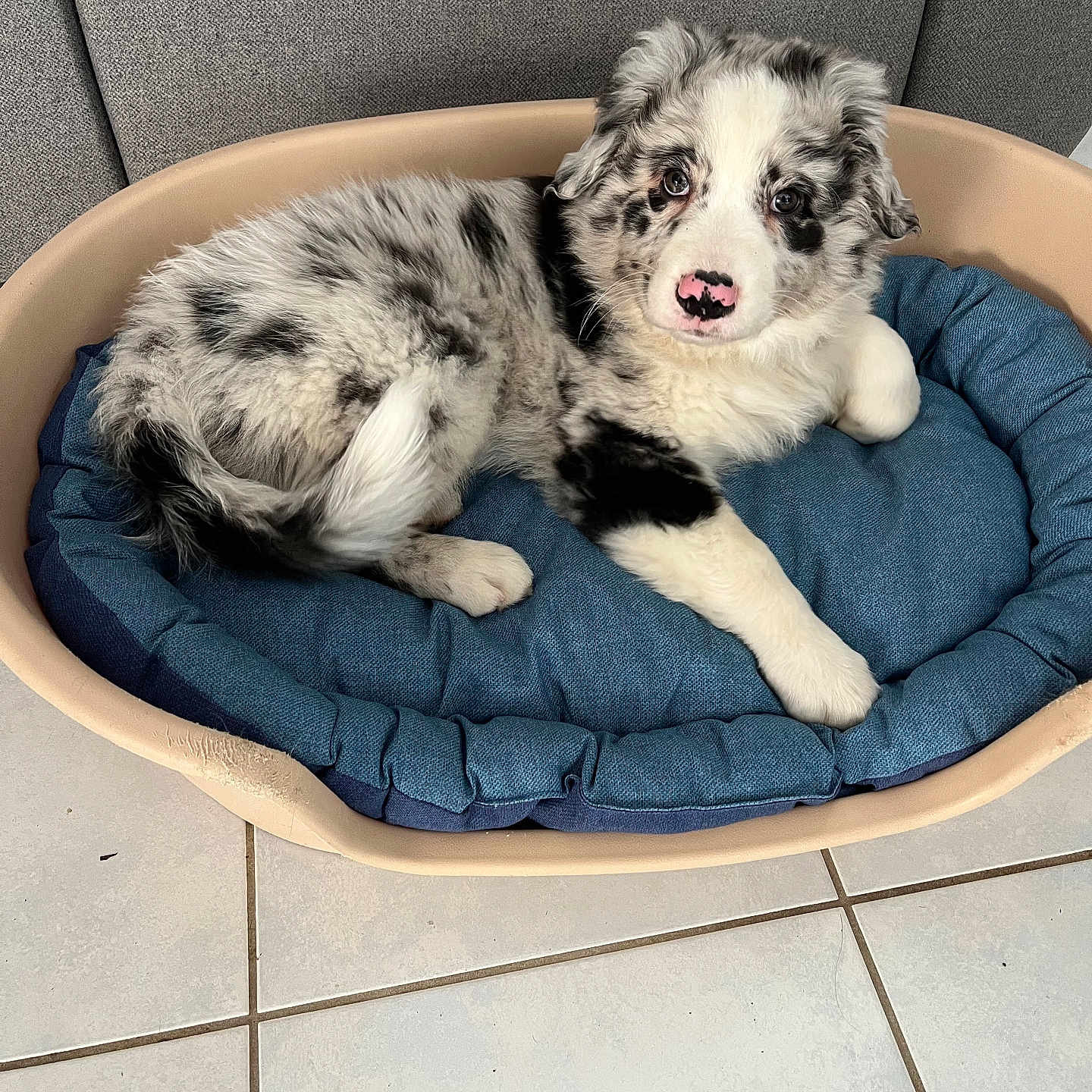 Barcola participe au concours pour gagner de l'argent avec cette photo : blue_cushion, cushion, cute, dog, dog_bed, fluffy, head, home_interior, indoor, lying_down, merle_coat, paw, pet, pink_nose, puppy, resting, sofa_back, tile_floor, white_and_black, young_dog