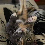 Becky joined the competition — help win amazing prizes! cat, pet, animal, feline, whiskers, paws, cute, lying_down, relaxed, indoor, close_up, fur, yellow_eyes, blanket, cozy, playful, resting, domestic_animal, soft, adorable