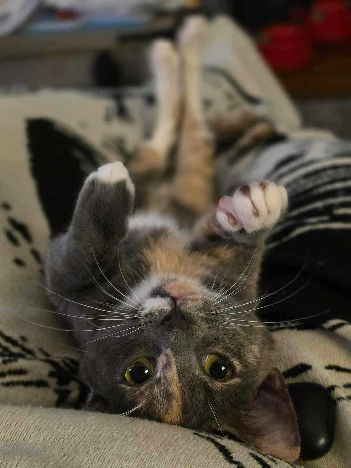 Becky joined the competition — help win amazing prizes! cat, pet, animal, feline, whiskers, paws, cute, lying_down, relaxed, indoor, close_up, fur, yellow_eyes, blanket, cozy, playful, resting, domestic_animal, soft, adorable