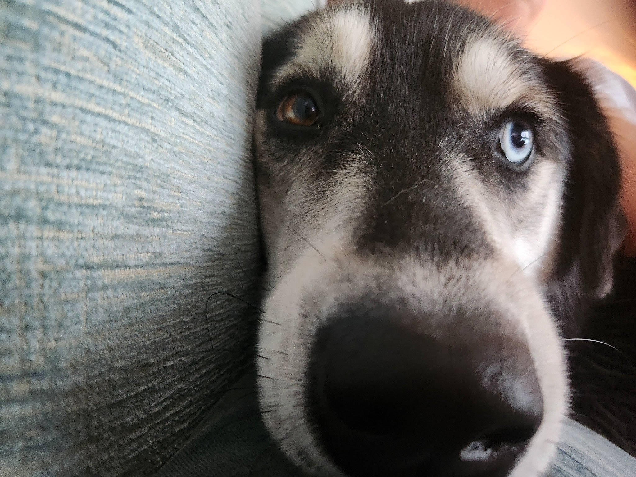 Milly is registered to the contest to win money with this photo: canidae, carnivore, companion_dog, dog, dog_breed, ear, eye, fawn, fur, head, monochrome_photography, paw, snout, sporting_group, street_dog, terrestrial_animal, whiskers, wildlife, working_animal, working_dog