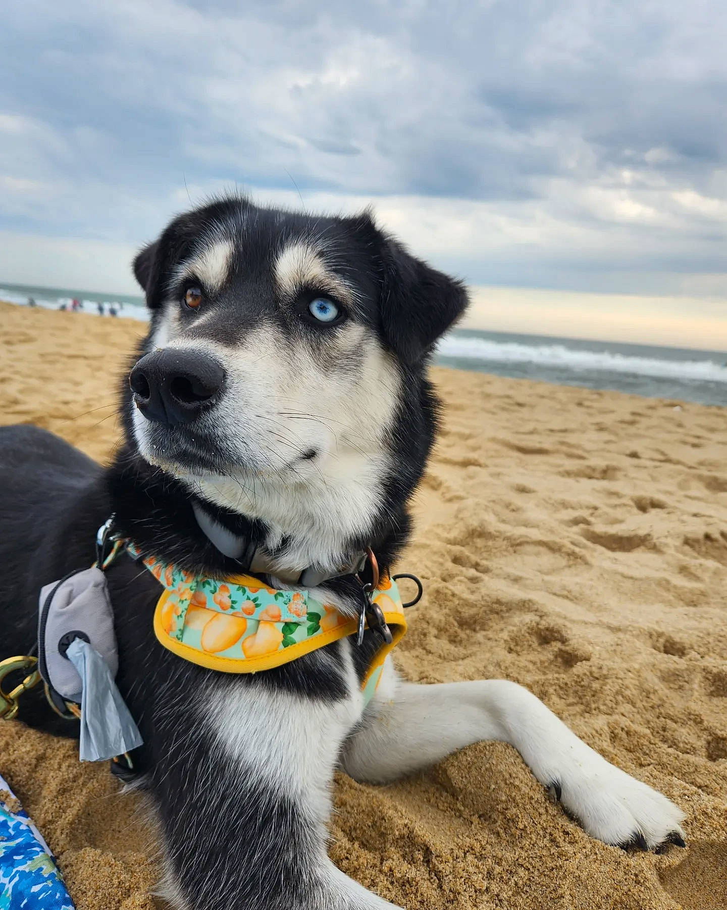 Milly is registered to the contest to win money with this photo: adventure, beach, canidae, carnivore, cloud, collar, companion_dog, dog, dog_breed, dog_collar, dog_supply, fashion_accessory, leash, sand, siberian_husky, sky, sled_dog, snout, sporting_group, water