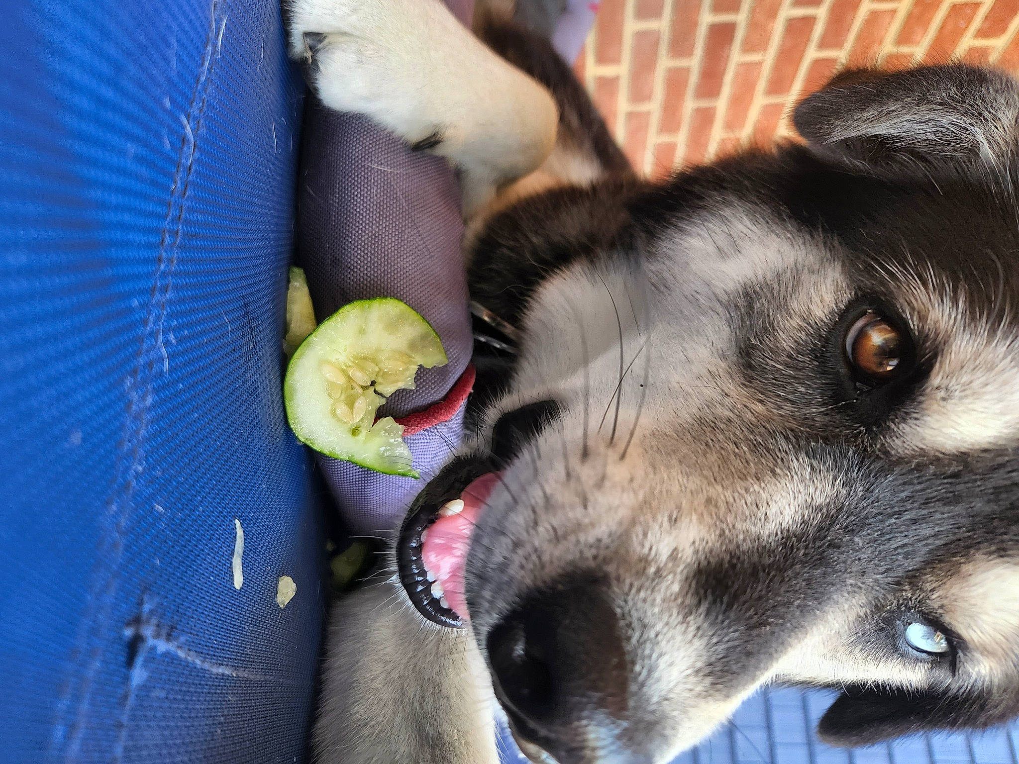 Milly is registered to the contest to win money with this photo: canidae, carnivore, collar, comfort, companion_dog, dog, dog_breed, dog_supply, ear, fawn, fur, german_shepherd_dog, guard_dog, paw, pet_supply, snout, sporting_group, whiskers, working_animal, working_dog