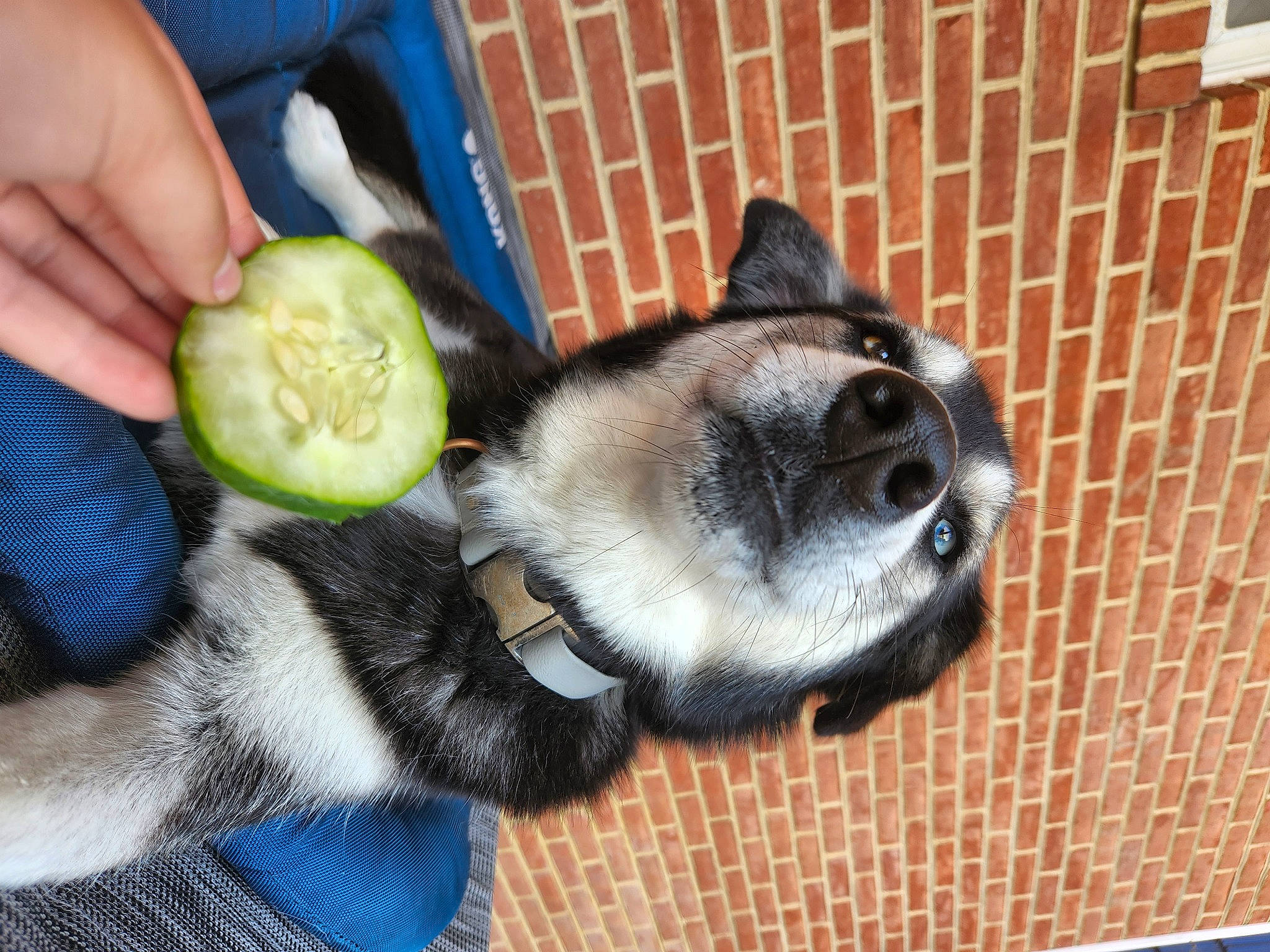 Milly joined the competition — help win amazing prizes! ancient_dog_breeds, brick, brickwork, canidae, carnivore, companion_dog, dog, dog_breed, electric_blue, fashion_accessory, fawn, foot, fur, non_sporting_group, snout, tail