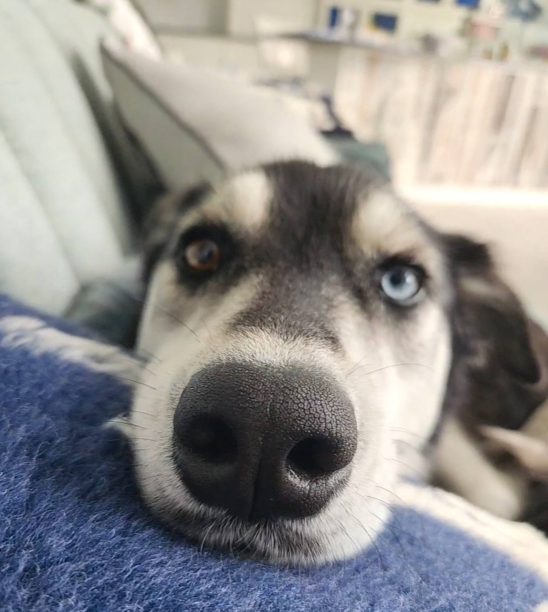 Millie is registered to the contest to win money with this photo: canidae, canis, carnivore, comfort, companion_dog, dog, dog_breed, eyelash, fur, monochrome, monochrome_photography, photography, puppy, selfie, snout, sporting_group, square, whiskers, working_animal, working_dog