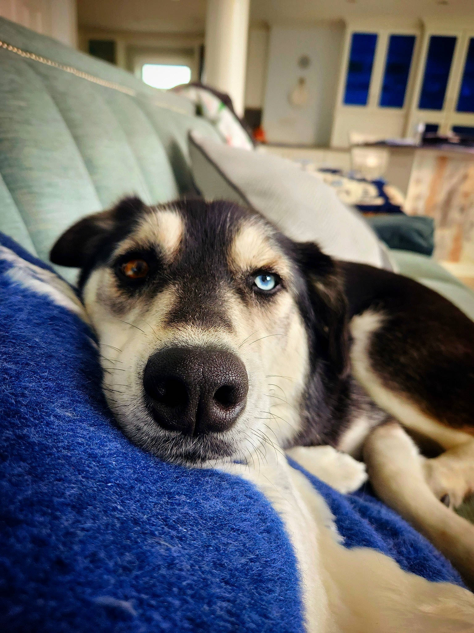 Millie Monkey is registered to the contest to win money with this photo: blue, canidae, carnivore, comfort, companion_dog, couch, dog, dog_breed, electric_blue, fawn, flooring, fur, paw, siberian_husky, snout, sporting_group, terrestrial_animal, whiskers, working_animal, working_dog