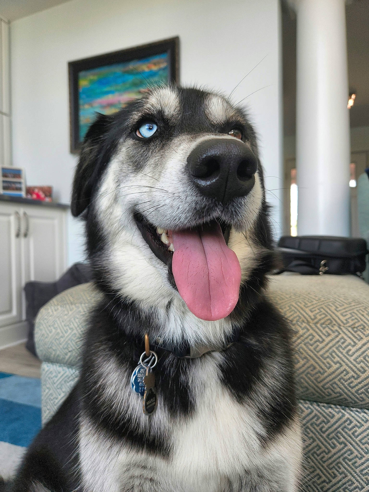 Maple. joined the competition — help win amazing prizes! canidae, carnivore, collar, companion_dog, dog, dog_breed, dog_supply, fang, flooring, foot, fur, jaw, paw, picture_frame, smile, snout, sporting_group, terrestrial_animal, whiskers, working_dog