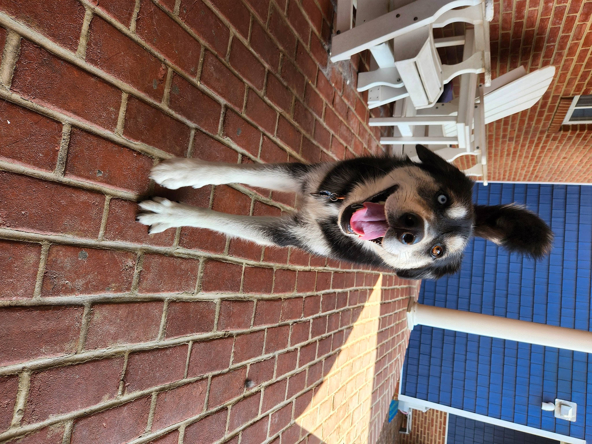 Maple. is registered to the contest to win money with this photo: brick, brickwork, canidae, carnivore, companion_dog, dog, dog_breed, dog_supply, fawn, fur, mammal, mesh, mortar, pet_supply, snout, sporting_group, tail, vertebrate, wood, working_animal