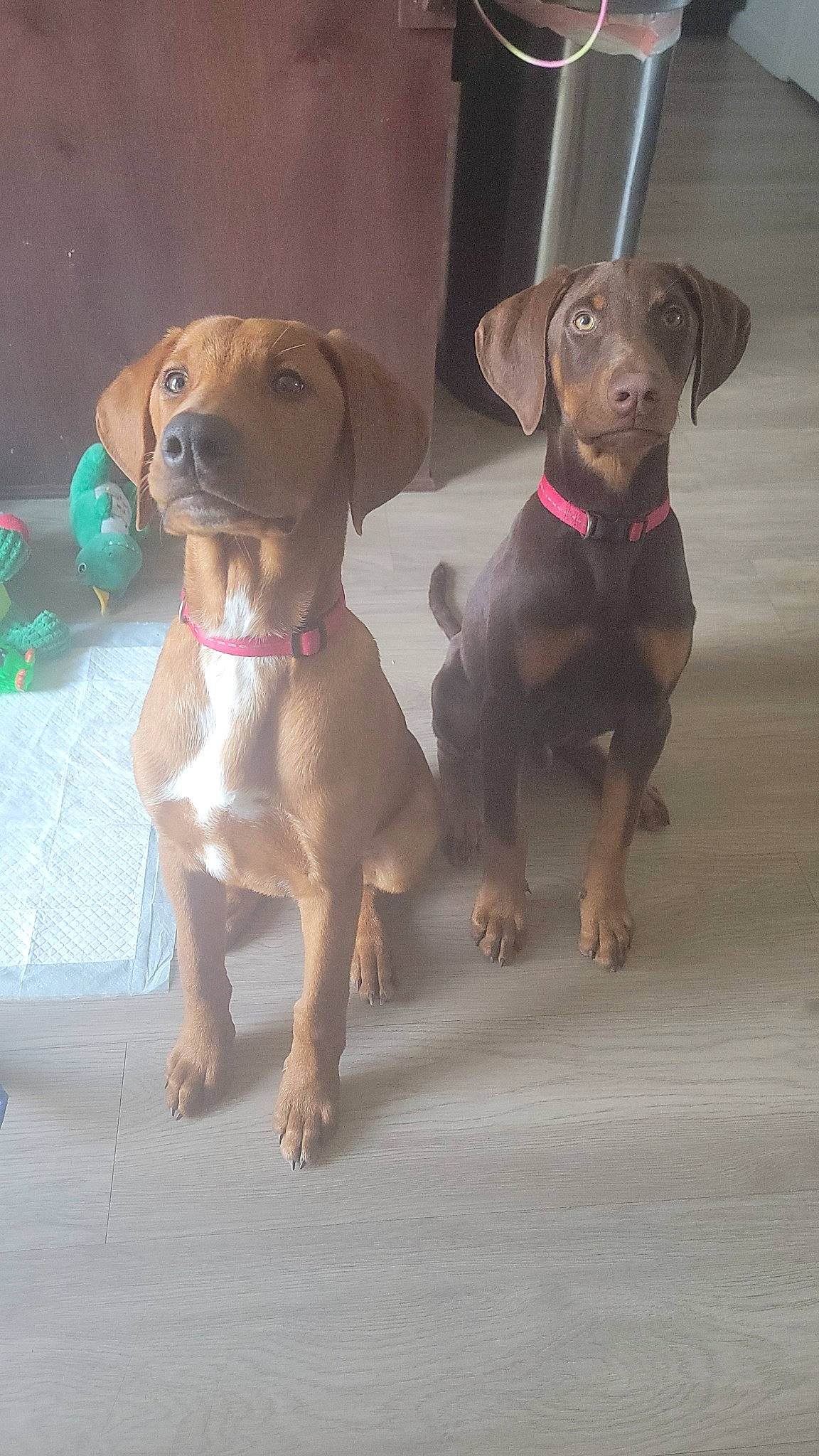 Loki And Apollo joined the competition — help win amazing prizes! brown, canidae, carnivore, collar, companion_dog, dog, dog_breed, dog_collar, dog_supply, fawn, hunting_dog, liver, pet_supply, snout, sporting_group, webbing, whiskers, working_animal