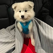 Mercury joined the competition — help win amazing prizes! puppy, dog, white_fur, blue_harness, blanket, red_cushion, car_interior, seat, cozy, cute, pet, animal, fur, sitting, indoors, transport, comfort, young_dog, fluffy, snuggled