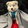 puppy, dog, white_fur, blue_harness, blanket, red_cushion, car_interior, seat, cozy, cute, pet, animal, fur, sitting, indoors, transport, comfort, young_dog, fluffy, snuggled