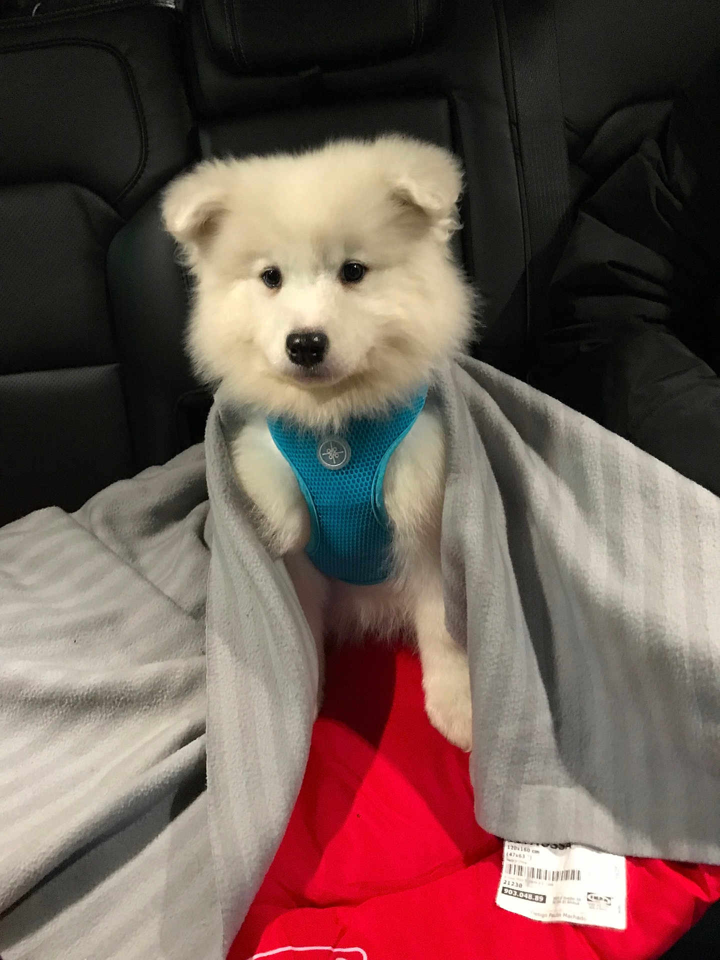 Mercury joined the competition — help win amazing prizes! puppy, dog, white_fur, blue_harness, blanket, red_cushion, car_interior, seat, cozy, cute, pet, animal, fur, sitting, indoors, transport, comfort, young_dog, fluffy, snuggled