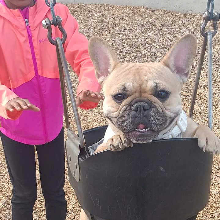 Dutchess is registered to the contest to win money with this photo: bulldog, canidae, carnivore, collar, companion_dog, dog, dog_breed, dog_collar, fashion_accessory, fawn, french_bulldog, leash, luggage_and_bags, sleeve, snout, sporting_group, sunglasses, toy_dog, working_animal, wrinkle