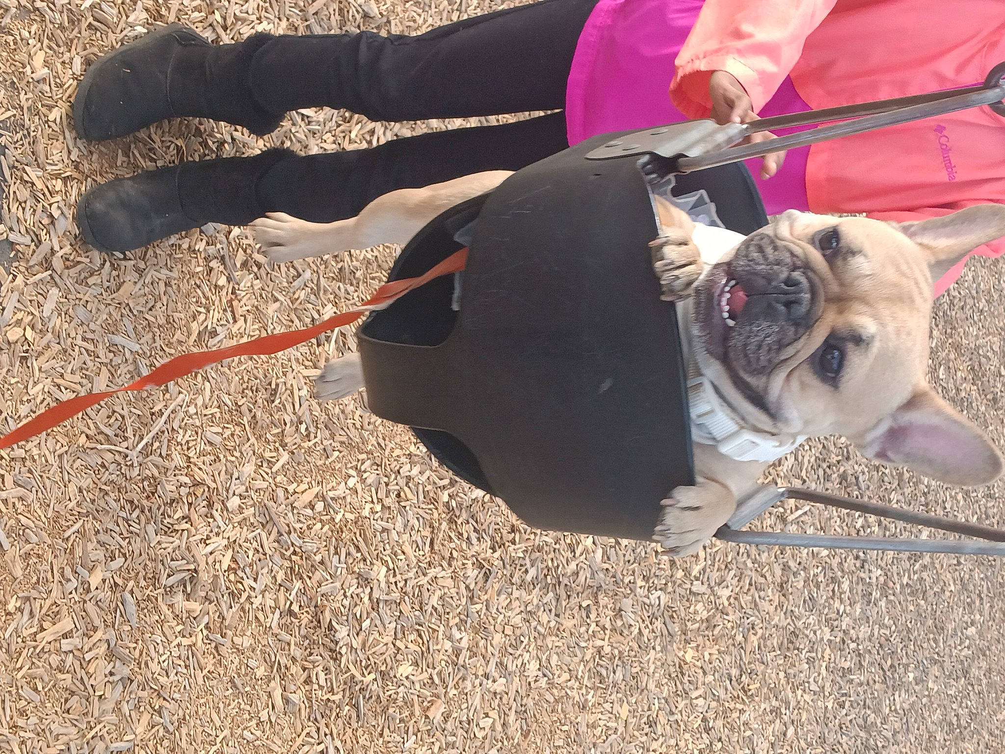 Dutchess is registered to the contest to win money with this photo: canidae, carnivore, collar, companion_dog, dog, dog_breed, dog_clothes, dog_collar, dog_supply, eyewear, fashion_accessory, fawn, grass, leash, pet_supply, pug, snout, sporting_group, tail, working_animal