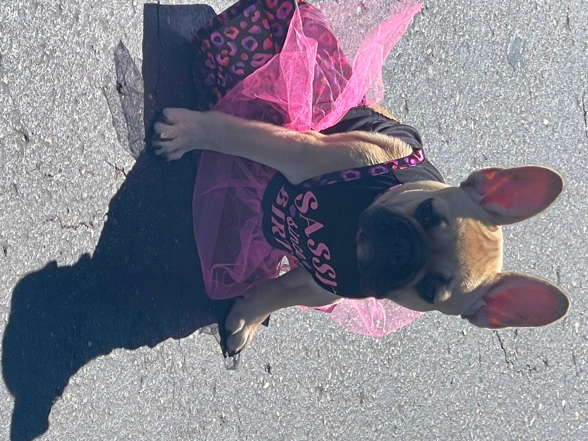 Dutchess joined the competition — help win amazing prizes! carnivore, collar, companion_dog, dog, dog_breed, dog_clothes, dog_collar, eyewear, fashion_accessory, fawn, leash, magenta, pattern, pink, road_surface, shadow, sporting_group, street_fashion, t_shirt, tail