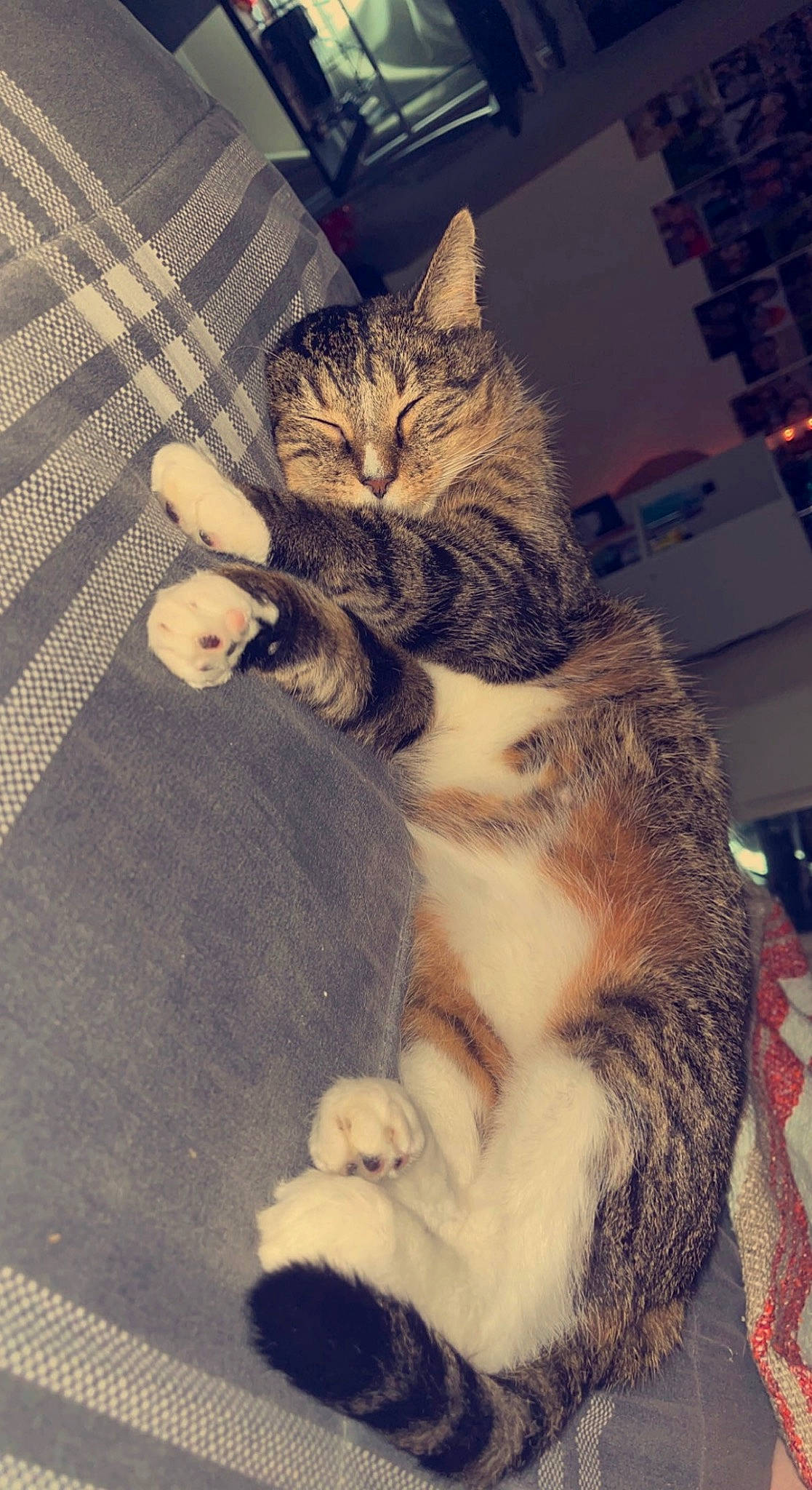 Brownie is registered to the contest to win money with this photo: carnivore, cat, claw, domestic_short_haired_cat, fawn, felidae, flooring, fur, gesture, lap, pattern, paw, photo_caption, sitting, small_to_medium_sized_cats, snout, tail, tree, whiskers