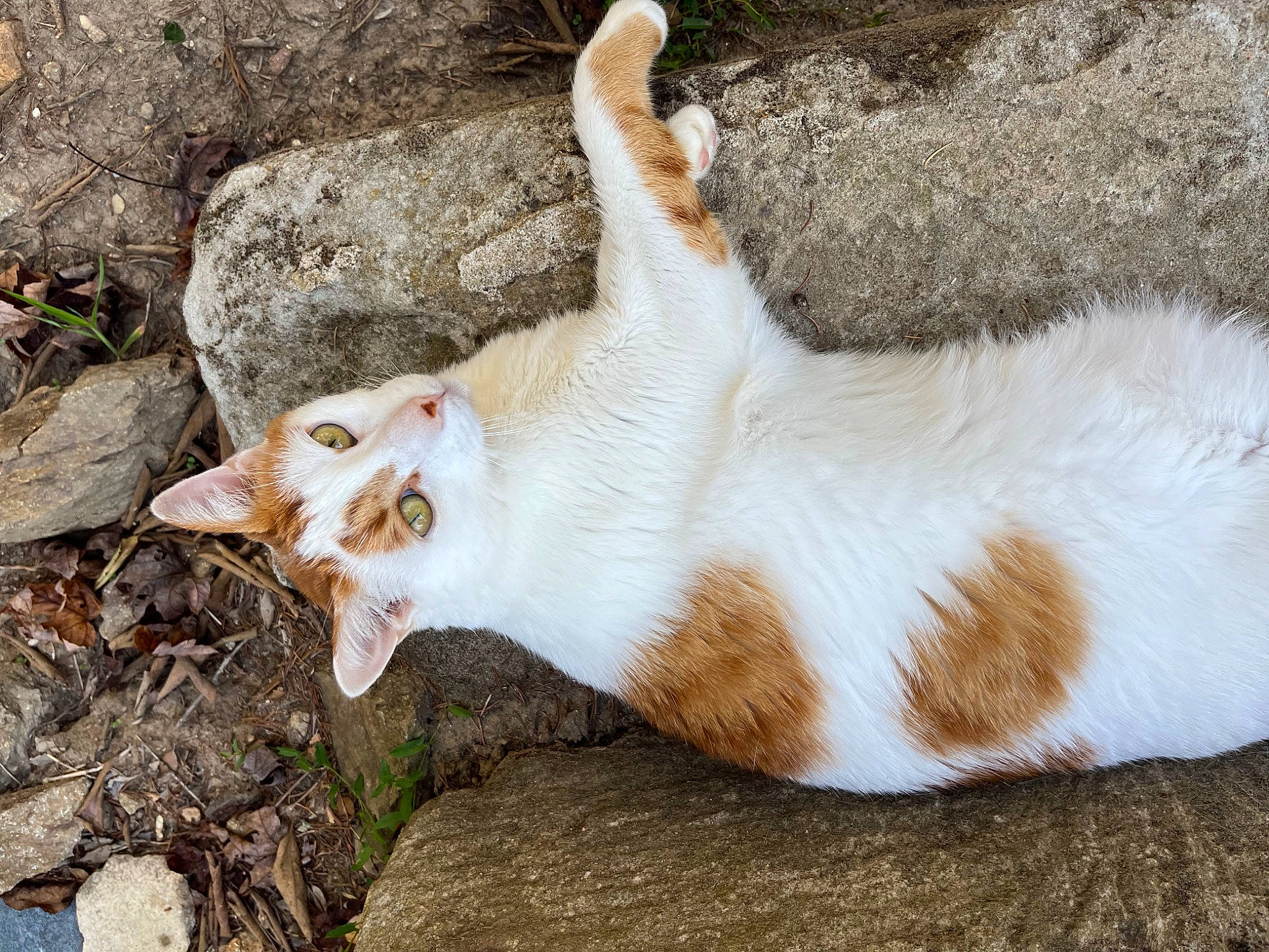 Youri participe au concours pour gagner de l'argent avec cette photo : canidae, carnivore, cat, dog_breed, domestic_short_haired_cat, fang, fawn, felidae, fur, grass, paw, small_to_medium_sized_cats, snout, sporting_group, tail, terrestrial_animal, whiskers, wildlife