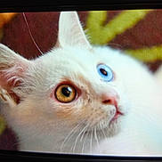 Zigzag a rejoint le concours — aidez-le/la à gagner de superbes lots ! cat, white_cat, heterochromia, blue_eye, amber_eye, close_up, pet, animal, whiskers, ear, fur, portrait, curious, domestic_cat, face, looking_away, indoor, feline, cute, mammal