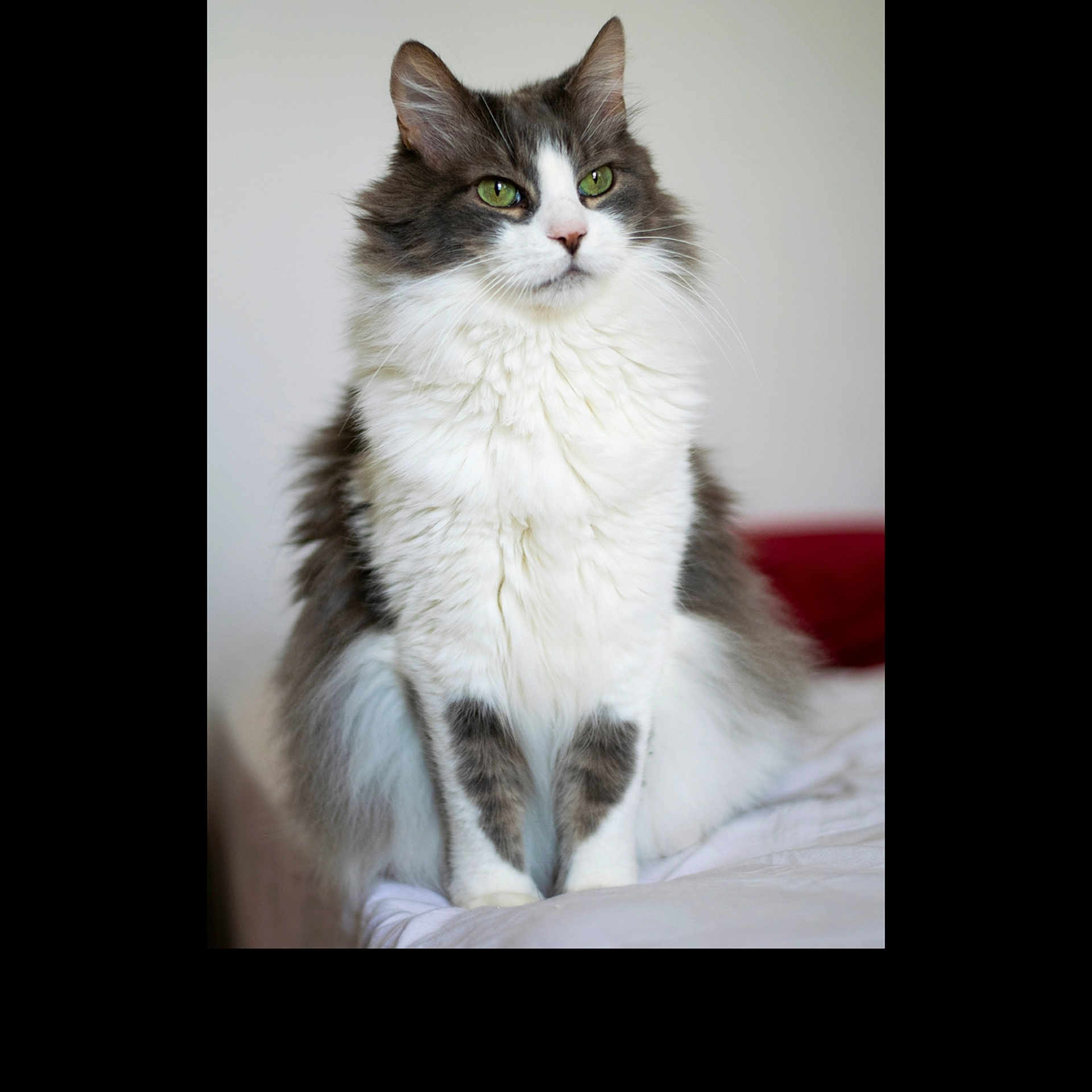Gatito a rejoint le concours — aidez-le/la à gagner de superbes lots ! animal, cat, cute, domestic, ears, feline, fluffy, fur, gray_fur, green_eyes, indoor, long_hair, looking_away, pet, portrait, relaxed, sitting, soft, whiskers, white_fur