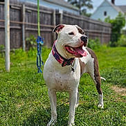 Sadie joined the competition — help win amazing prizes! dog, pitbull, pet, backyard, grass, fence, collar, collar_tag, tongue_out, happy, standing, portrait, summer, leash, muzzle, domestic_animal, outdoor, greenery, playful, yard