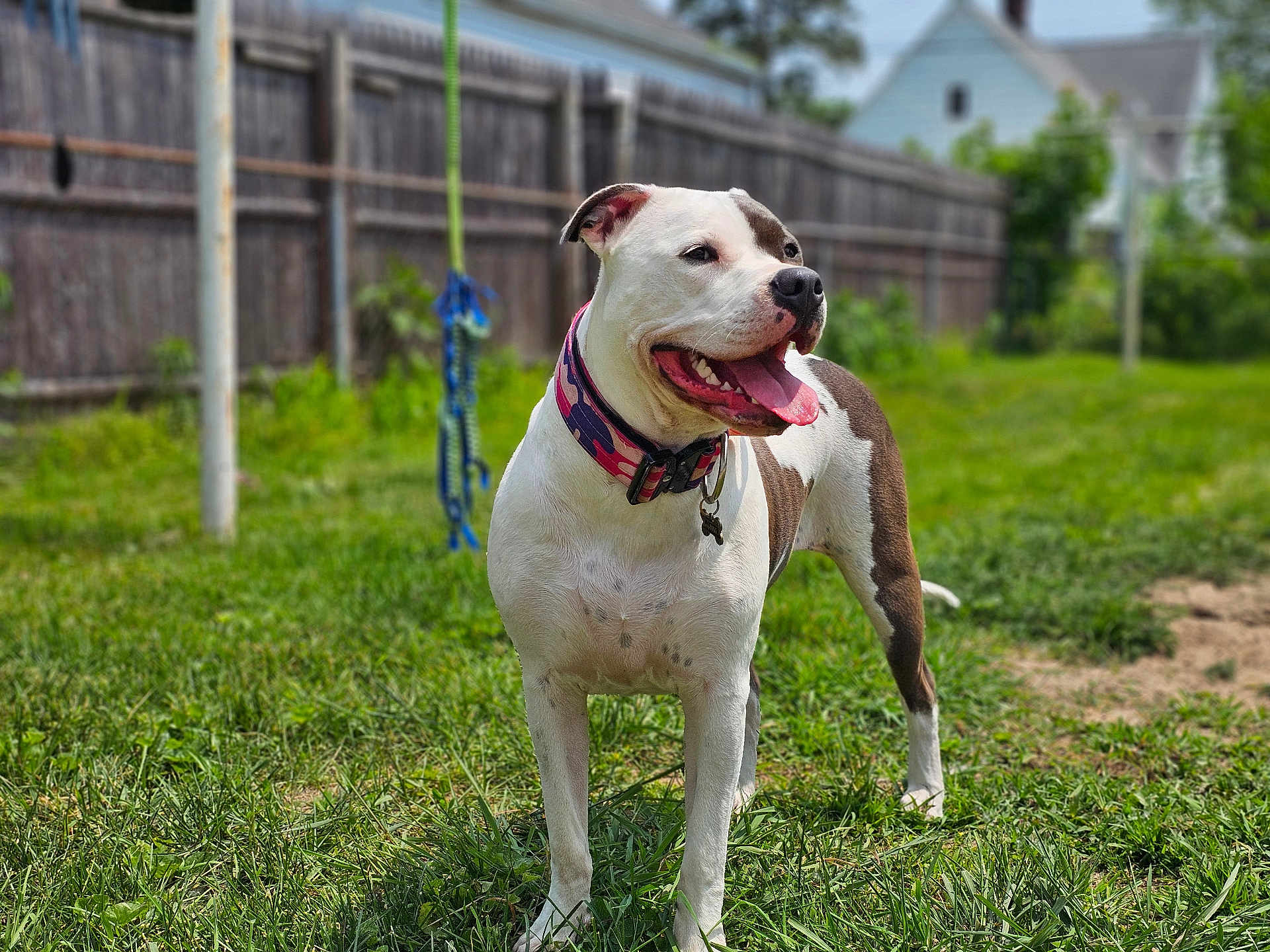 Sadie joined the competition — help win amazing prizes! dog, pitbull, pet, backyard, grass, fence, collar, collar_tag, tongue_out, happy, standing, portrait, summer, leash, muzzle, domestic_animal, outdoor, greenery, playful, yard