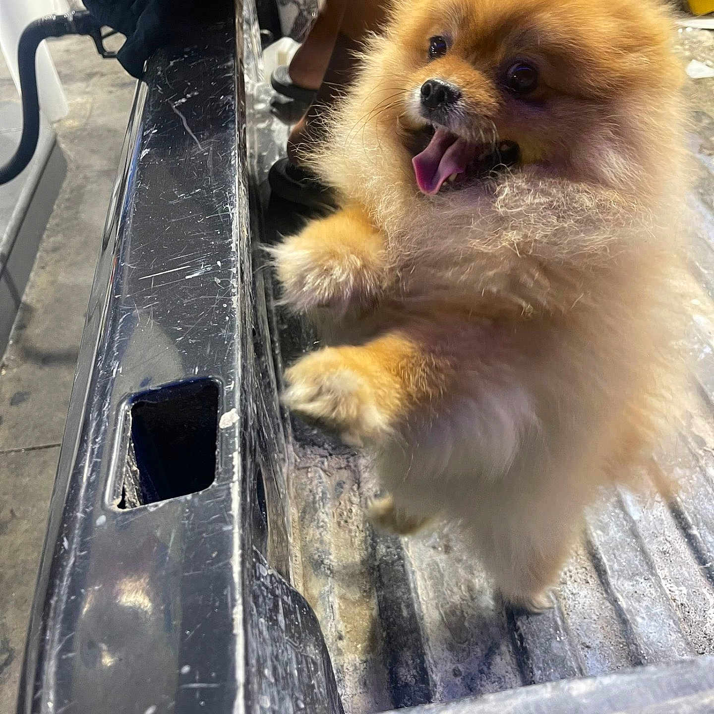 Gordito is registered to the contest to win money with this photo: animal, architecture, bodypart, canine, chow, cockerspaniel, cream, dessert, dog, food, icecream, mouth, papillon, person, pet, puppy, teeth, tongue, transportation, vehicle