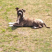 Stella participe au concours pour gagner de l'argent avec cette photo : dog, canine, brindle, animal, pet, grass, outdoor, sunlight, lounge, relaxed, mammal, nature, field, paw, laying, resting, fur, one_animal, daytime, domestic_animal