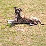 dog, canine, brindle, animal, pet, grass, outdoor, sunlight, lounge, relaxed, mammal, nature, field, paw, laying, resting, fur, one_animal, daytime, domestic_animal