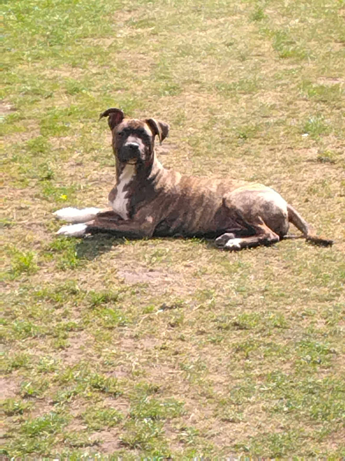 Stella