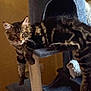 abyssinian, angora, animal, architecture, canine, cat, chair, den, dog, doghouse, egyptiancat, fireplace, fountain, indoors, kitten, manx, ocelot, pet, water, wood