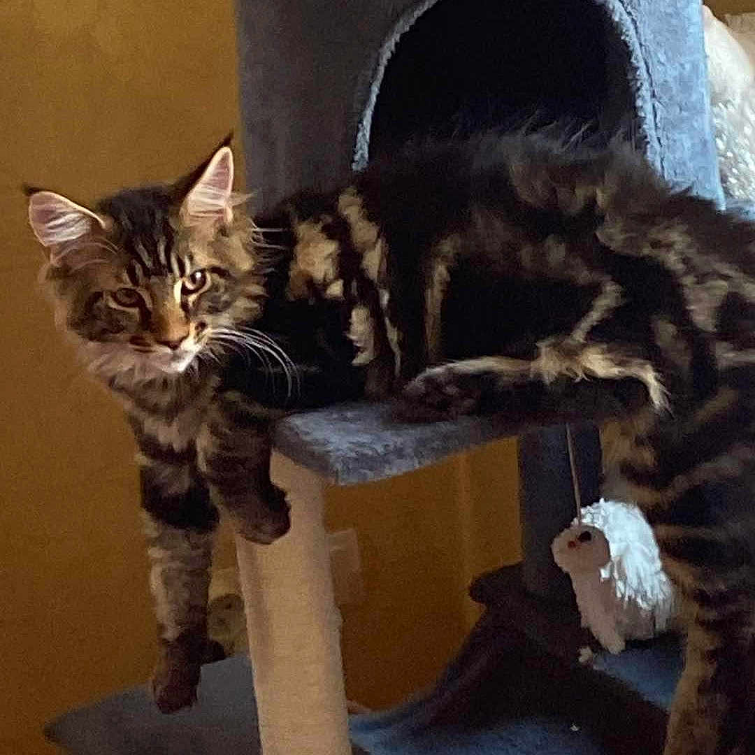 Léo a rejoint le concours — aidez-le/la à gagner de superbes lots ! abyssinian, angora, animal, architecture, canine, cat, chair, den, dog, doghouse, egyptiancat, fireplace, fountain, indoors, kitten, manx, ocelot, pet, water, wood