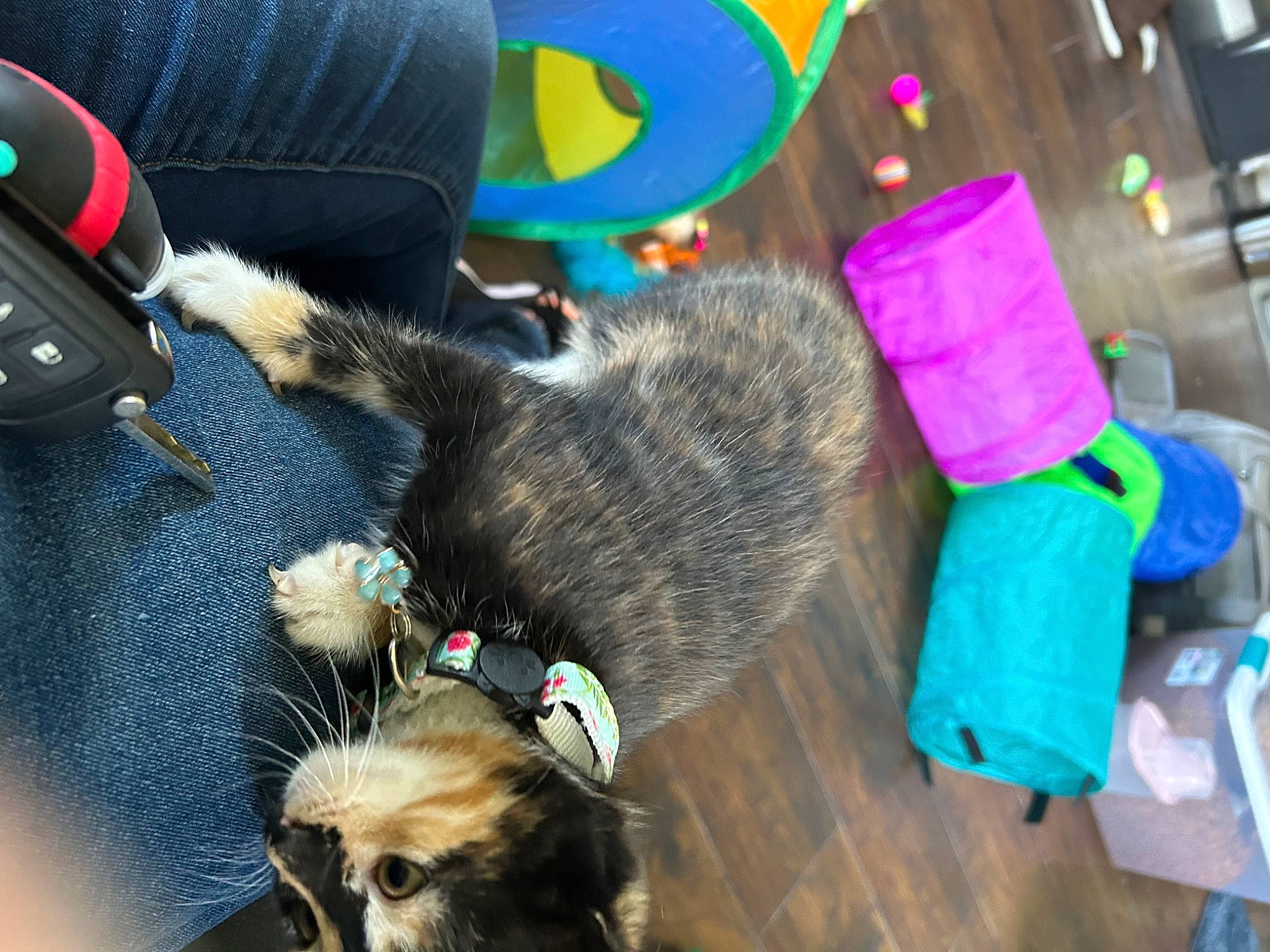 Willow joined the competition — help win amazing prizes! bag, canidae, carnivore, cat, collar, comfort, companion_dog, dog_breed, domestic_short_haired_cat, event, felidae, fur, luggage_and_bags, party_supply, paw, small_to_medium_sized_cats, sporting_group, tail, toy_dog, whiskers